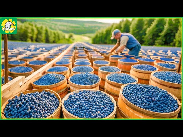 Blueberry Farm - Harvesting 89M Tons of Blueberries in Australia | Processing Factory