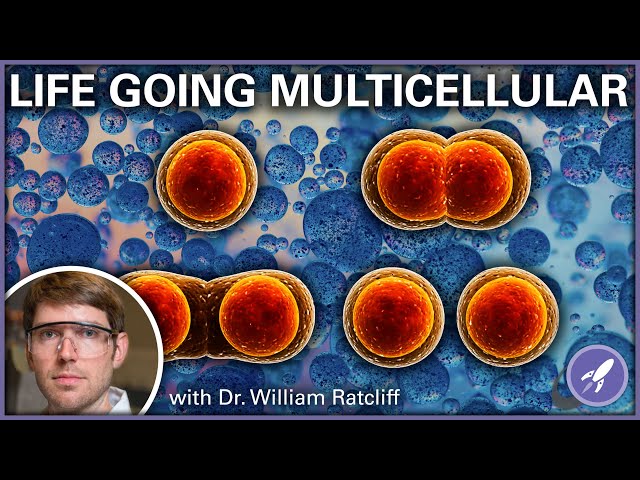Jumping to Multicellular Life with Dr. William Ratcliff