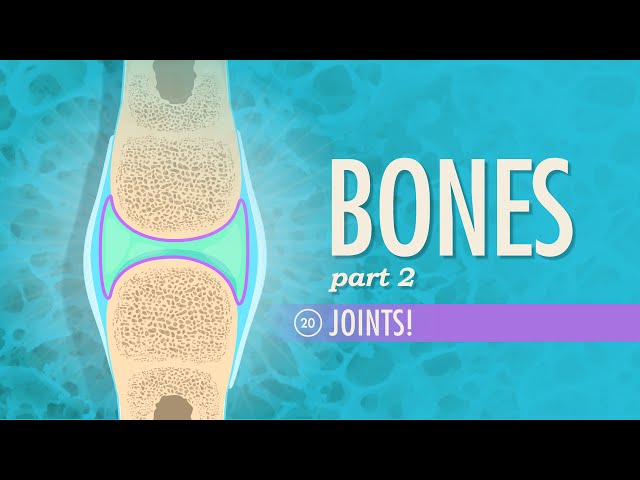 Joints: Crash Course Anatomy & Physiology #20