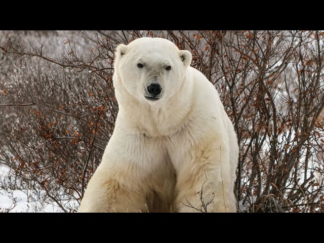 Living with Polar Bears