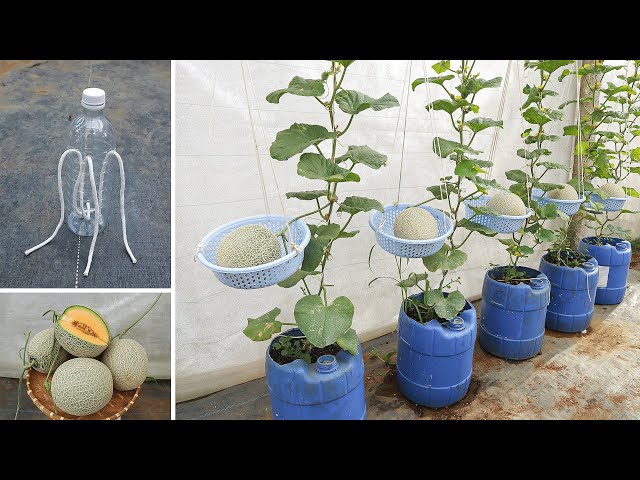 No need for constant watering - Growing cantaloupe at home is really easy if you know this