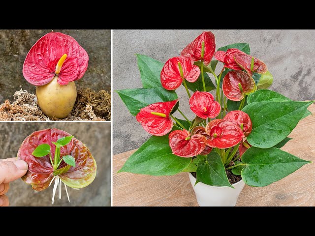 Method of propagating anthurium from flowers using potatoes | Suddenly the roots grow too fast