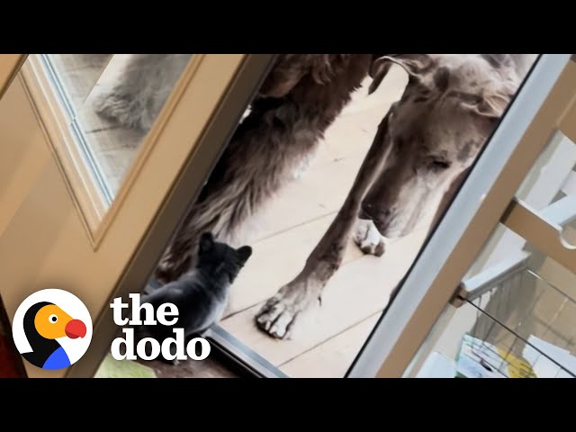 Tiny Chihuahua Scares Giant Great Dane | The Dodo