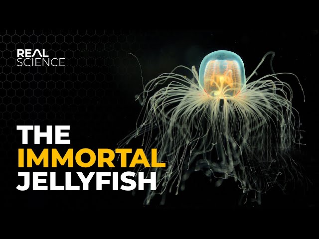 The Incredible Way This Jellyfish Goes Back in Time