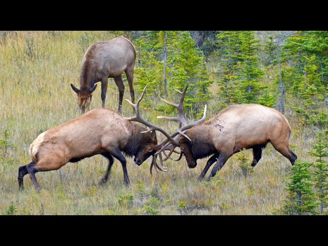 Epic Fight Between two Dominant Bulls During the Elk Rut