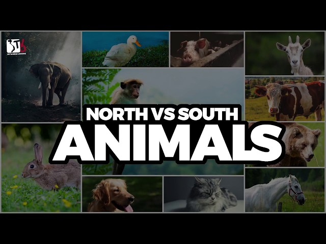 Learn Vietnamese with TVO | North vs South: Animals
