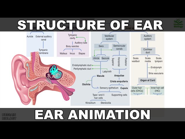 Structure of Ear | Flow Charts and Animation