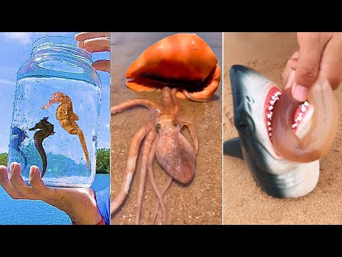 Catching Seafood 🦀🐙 Deep Sea Octopus (Catch Crab, Catch Fish)  #124