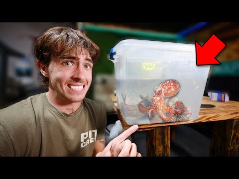 I bought a Octopus from a Grocery Store! (Gone Wrong)