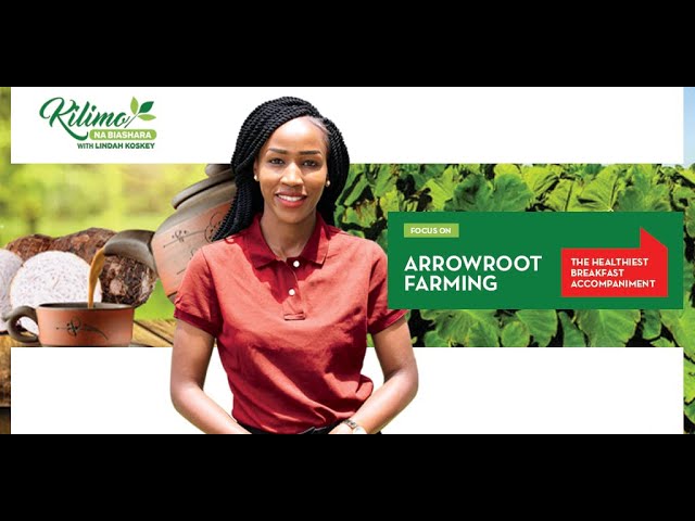 Focus on Arrow Root Farming | Kilimo Na Biashara