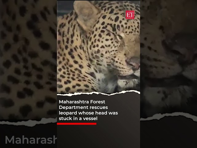 Maharashtra Forest Department rescues leopard whose head was stuck in a vessel