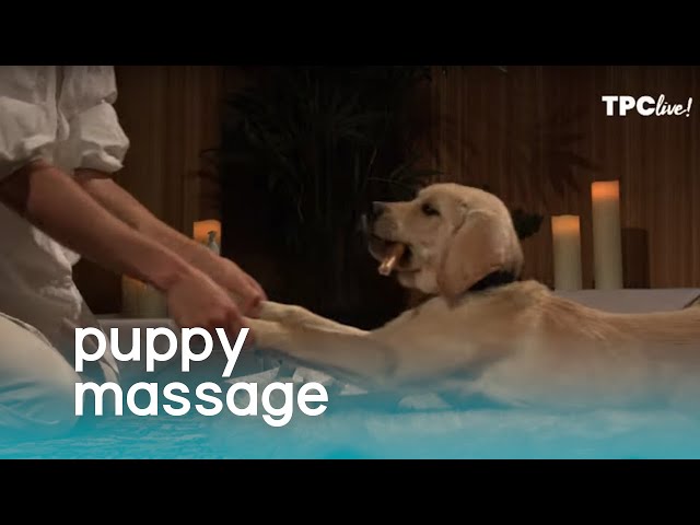 TPC Live! Puppy Massage | The Pet Collective