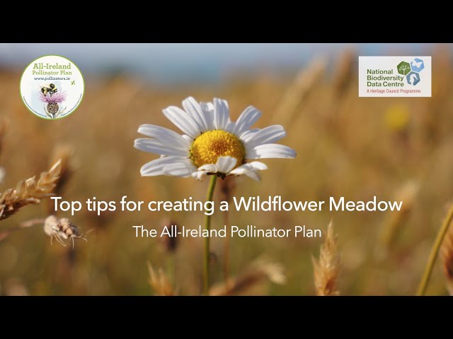 Top Tips for Creating a Wildflower Meadow