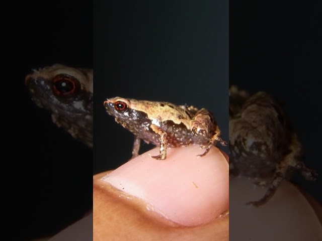 Madagascar's MINI Frogs