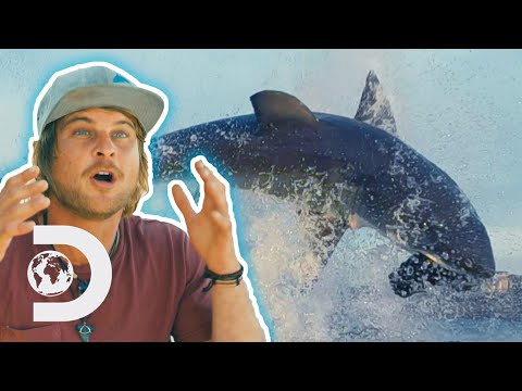 Shark Week | Discovery Australia