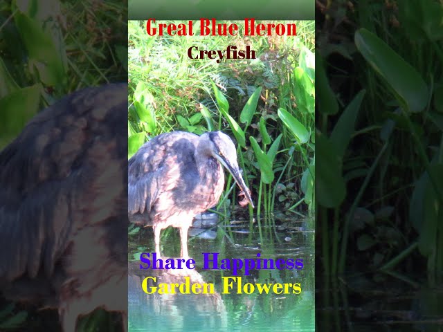 Great Blue Heron Catches Crayfish