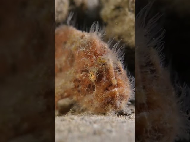 Hairy Frogfish using its LURE to hunt!