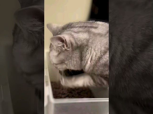 Our cat eats with hands 🤯