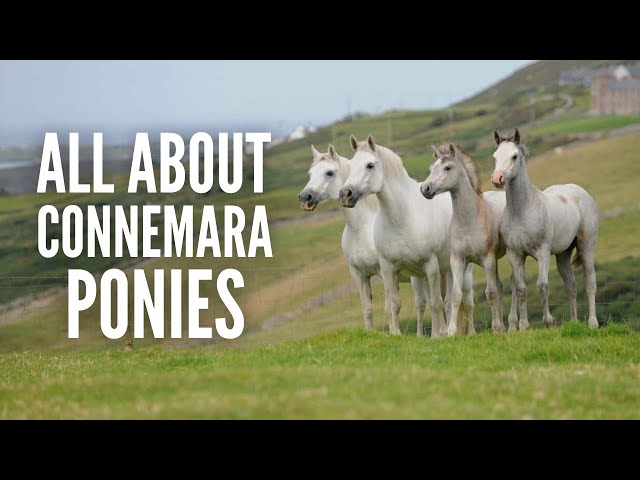 Connemara Ponies – Everything You Need to Know
