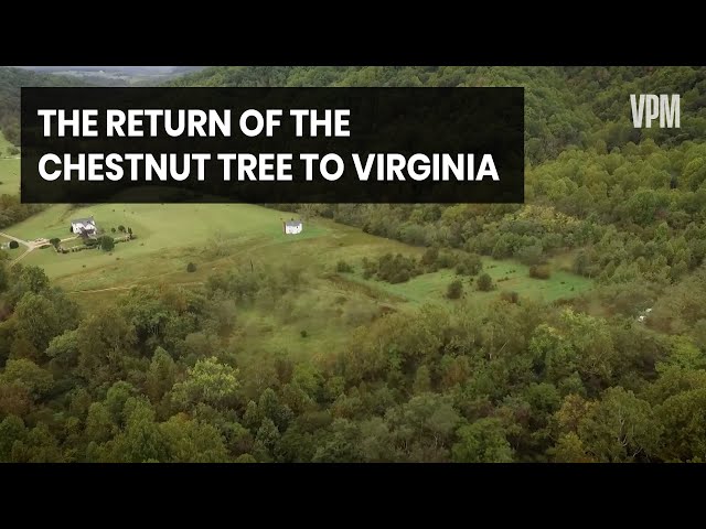 Chestnut Trees Are Returning to Forests