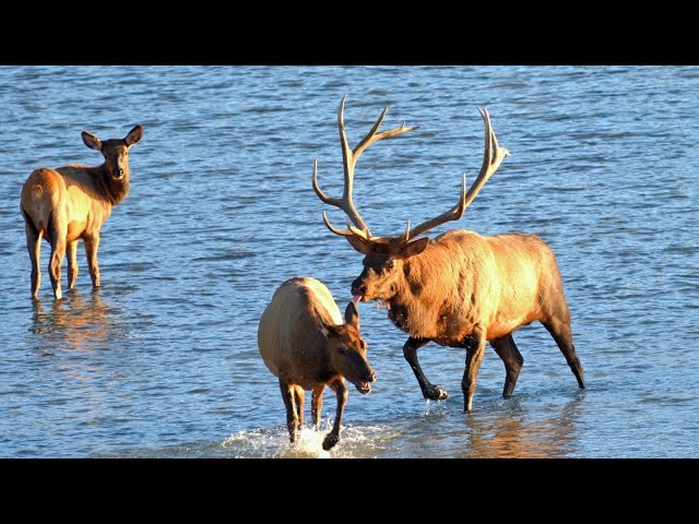 Dominant Bull Elk Boss Courts and Bugles Riverside During the Rut
