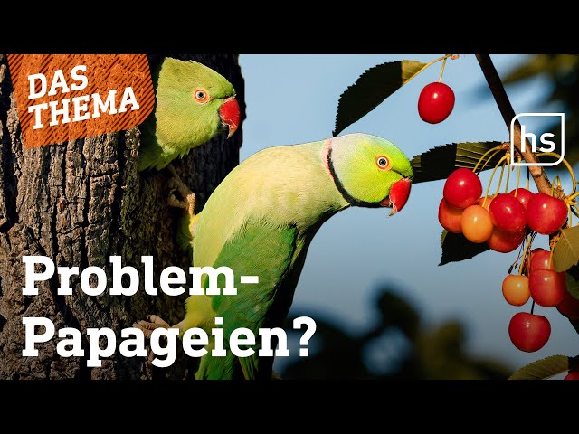 Sittiche fressen Kirschen weg | hessenschau DAS THEMA