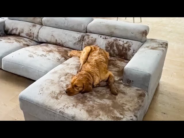 Dog Makes Muddy Mess 😮🤣 FUNNIEST Dog Videos
