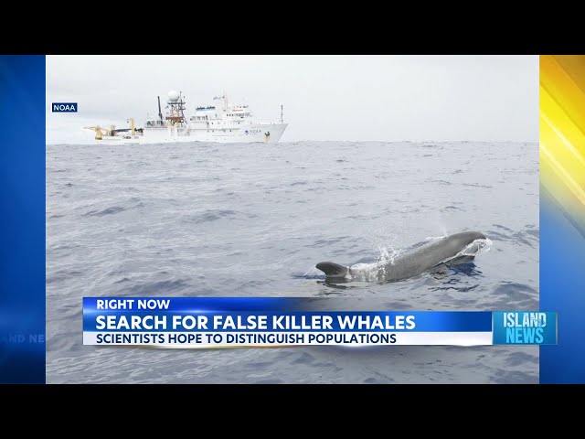 NOAA scientists at sea investigating Hawaii's pelagic killer whale population