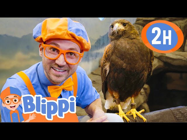 Blippi Feeds and Plays With the Animals at the Zoo! | 2 HOURS OF BLIPPI TOYS!