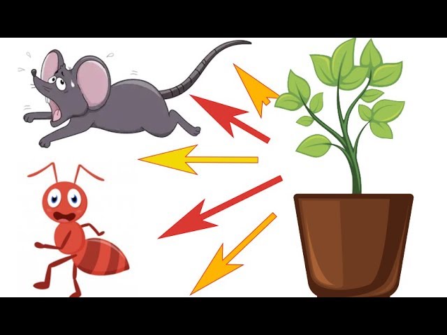 Keep these plants to get rid of ants, bedbugs, spiders, mice, and insects