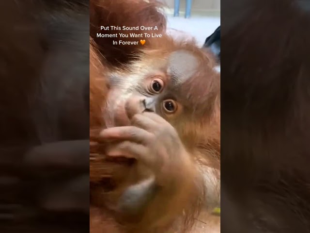 Baby Orangutan at Toronto Zoo♥️