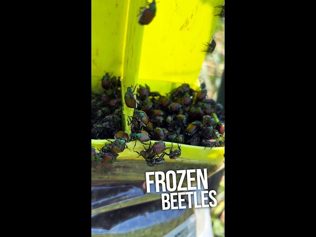 Chickens Eating FROZEN Japanese Beetles