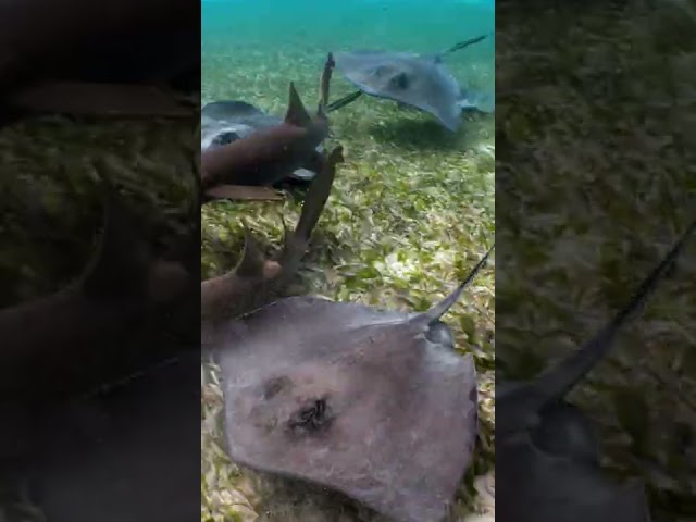 Swimming with SHARKS and STINGRAYS!