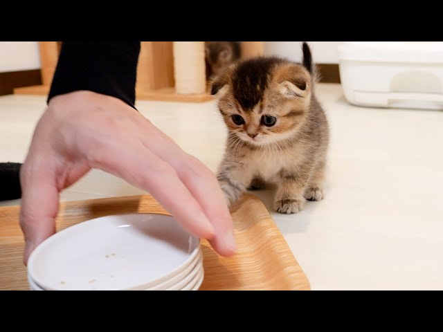 The kitten's reaction when trying to clean up the dishes is cute.