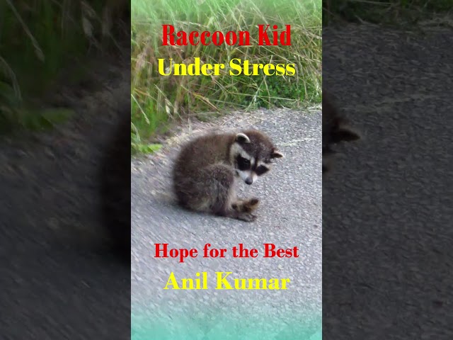 Raccoon Kid May not Survive Sad to See the Kid Under Stress