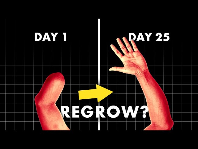 Regrowing Human Body Parts - Is It Possible?