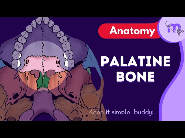 Palatine Bone - Processes , Clinical Significance , Fractures | Anatomy | Animated Explanation