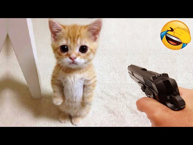 Funniest Animals 2024: 😺 Funny Cat and Dog Videos 🐈 Life Funny Pets 😸 Part 13