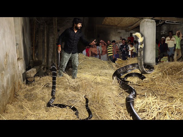 दुनिया का सबसे खतरनाक सांपों में, जब एक साथ दो किंग कोबरा से इस शख्स का हुआ सामना..🤔😱 king Cobra