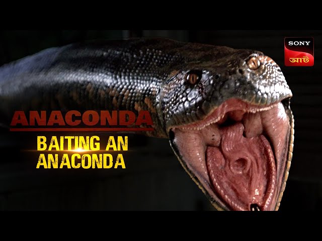 An Anaconda Attack | Anaconda | Bengali Dubbed | Drama