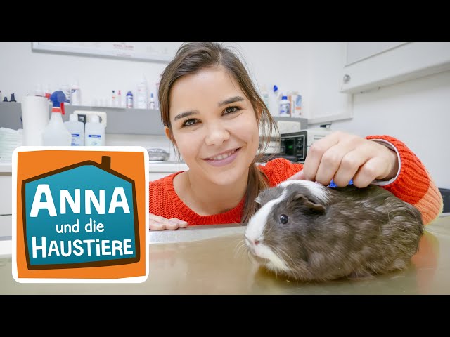 Ein Tag in der Tierarztpraxis | Information für Kinder | Anna und die Haustiere | Spezial
