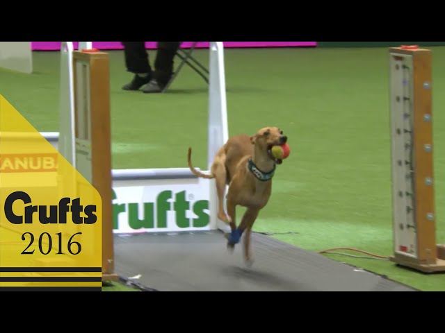 Flyball - Team Final | Crufts 2016