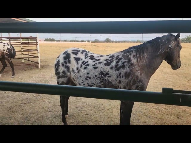 Hot day with the Appaloosa's.