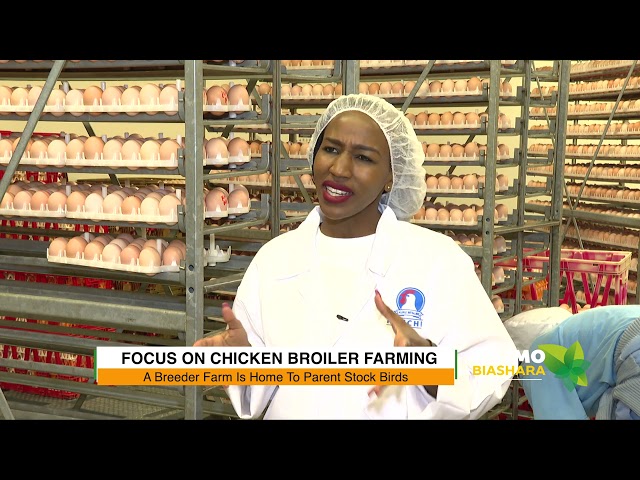 Let's talk chicken; Focus on broiler chicken farming #KilimoNaBiashara