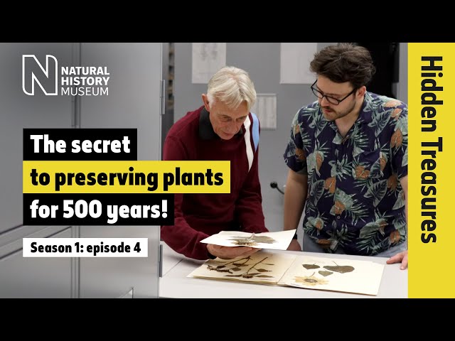 Exclusive: up close with a rare endemic plant | Hidden Treasures | S1 EP4