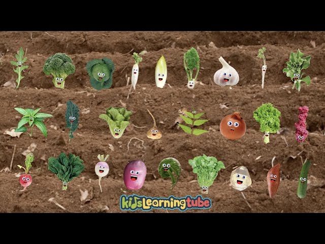 The Vegetable Song - KidsLearningTube