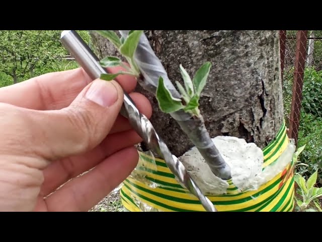 Grafting a tree with a drill