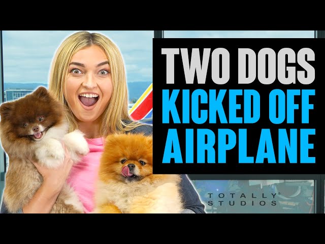 Barking Dogs THROWN OFF Plane. Surprise in the Airport.