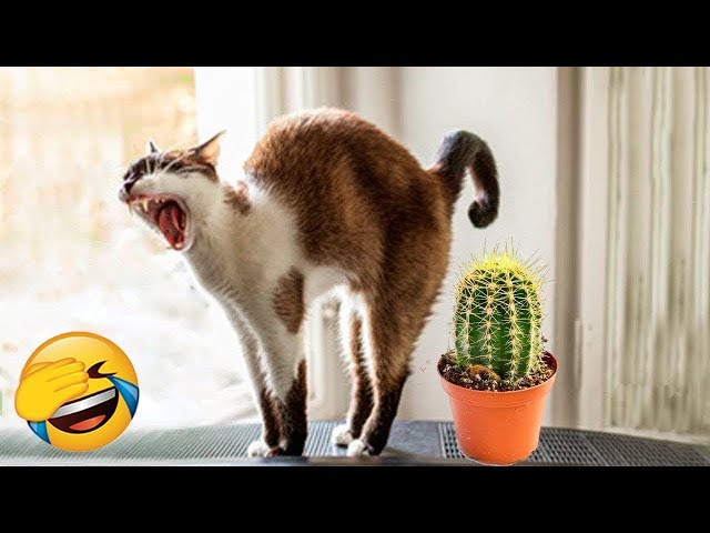 New Funny Animals 🤣 Funniest Cats and Dogs 2024 😹🐶 Part 19