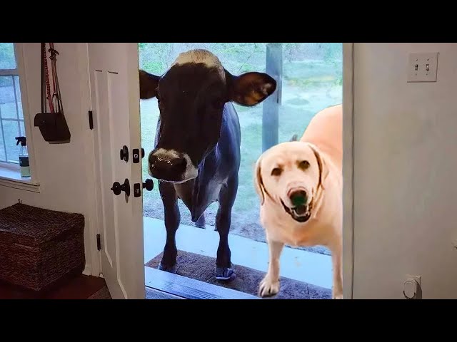 When your dog brings home a friend 🙈🤣Funniest Dog Ever!